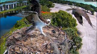 Victor  The Moorings Park Osprey [upl. by Winola]