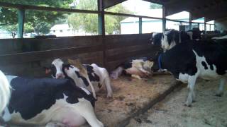 Birth of baby cow at Richardsons Dairy in Middleton MA [upl. by Corrinne]