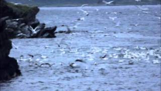 GANNETS DIVING FOR FISH UP CLOSE [upl. by Anirda]