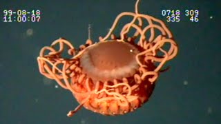 9 Deep Ocean Jellyfish amp Siphonophores Found by ROVs in Japan 🇯🇵 [upl. by Ellenaj]