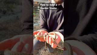 How to hold a Garter Snake  there’s a snake in my garden [upl. by Elna]