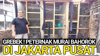 HANYA BELAJAR OTODIDAK  PENANGKAR MURAI BATU BAHOROK BUDI BIRD FARM JAKARTA PUSAT [upl. by Ennaoj]