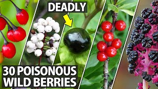 Dont Eat These Poisonous Wild Berries [upl. by Tecil]