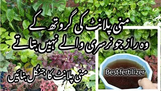 Best homemade orgenic fertilizer for money plantMoney plant care tips [upl. by Llennoc]