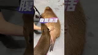 Successfully made the keepers hands thinner Capybara Changsha Zoolung large indoor zoo I envy [upl. by Child]