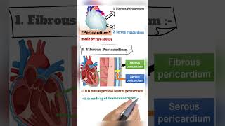 quotHearts Envelope Exploring the Pericardiumquot veterinary biology animalanatomy [upl. by Henson]