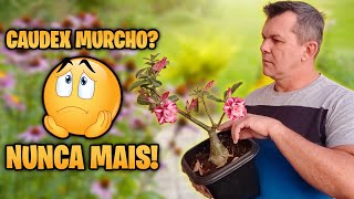 ✅ Aprenda resolver de uma vez por todas o CAUDEX MURCHO da sua ROSA DO DESERTO [upl. by Itsa]