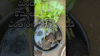 Easy to grow hibiscus plant from cuttings youtubeshorts shorts shortsyoutube hibiscus [upl. by Mcconaghy]