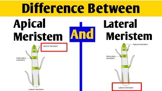 Apical Meristem and Lateral Meristem Difference  Meristematic Tissues [upl. by Erimahs581]