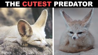 Fennec Fox  The Cutest Predator on Our Planet [upl. by Calderon]