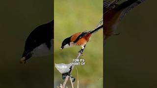 Shrike  The Brutal Butcherbird That Impales Its Prey shorts [upl. by Ahsikram893]