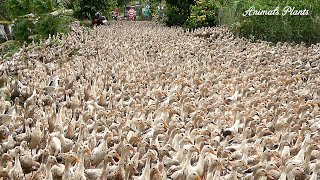 Duck  Đàn vịt gần 8000 con xuống tàu lên xe và giao dịch mua bán như thế nàoAnimals Plants [upl. by Kamin]