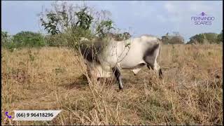 Sítio à venda em união do Norte mato grosso [upl. by Zenger]