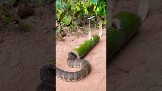 Amazing Snake Trap Make Using Bamboo shortvideo wildlife snake animals shortvideo [upl. by Leboff831]