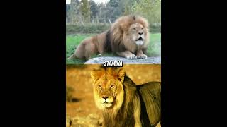 Barbary Lion VS African Lion edit🔥 shorts lions [upl. by Artus293]