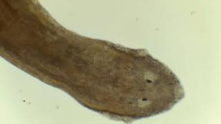 Planaria Under Microscope [upl. by Aneehs1]