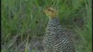 Coqui Francolin Calling [upl. by Ecadnak]