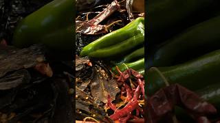 Did you know THIS about Mexican Chilis [upl. by Mabelle531]