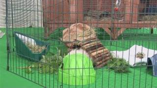 How To Set Up Your Guinea Pigs Playpen [upl. by Burner493]