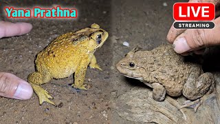 Catching froggy funny  video collection funny froggy [upl. by Aliuqehs]