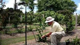 Dr Arlie Powell demonstrating how to trellis blackberries Petals from the Past [upl. by Novek]