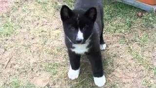 Tapio  A Karelian Bear Dog Puppy [upl. by Eceirtal]