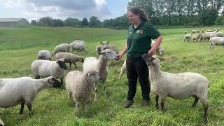 LEICESTER LONGWOOL SHEEP [upl. by Gronseth]