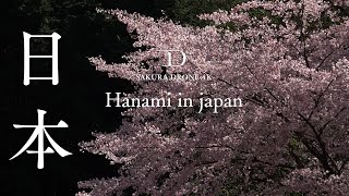 日本全国の美しい桜を1時間分無償公開  Japanese Cherry Blossom Viewing [upl. by Freedman253]