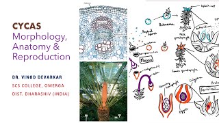 Cycas Morphology Anatomy amp Reproduction by Dr V D Devarkar [upl. by Stoneham426]