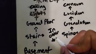 Layers of Skin Epidermis Mnemonic [upl. by Necaj]