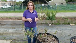 Choosing Blueberry Plants Based Upon Chill Hours [upl. by Lorna]