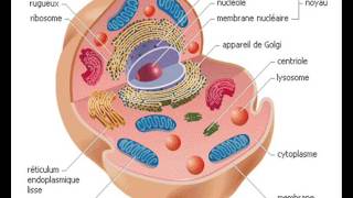 CYTOLOGIE RETICULUM ENDOPLASMIQUE 1 [upl. by Laamaj]