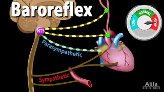 Baroreflex Regulation of Blood Pressure Animation [upl. by El313]