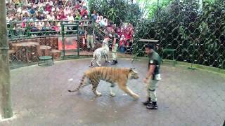 awesome tiger show and education taman safari indonesia [upl. by Rema549]