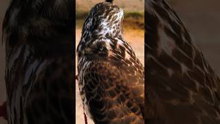 Sparrowhawk On hunting birds sparrowhawk ouranimal eaglehunting pets wildlife viral shorts [upl. by Anawek765]