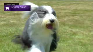 Bearded Collies  Breed Judging 2022 [upl. by Lucille582]