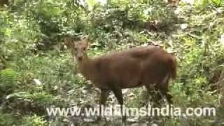 Barking Deer or Muntjac [upl. by Blunk]