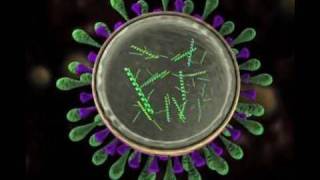 Science Today Virus Mutation  California Academy of Sciences [upl. by Braswell728]