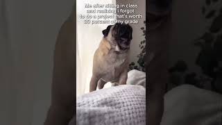 PUG SCREAMING 😱 memes jokes [upl. by Novert968]