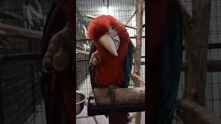 Cute red and green macaw redandgreenmacaw macaw macawbirdparrotpetlovershortvideoshortspets [upl. by Johnston]