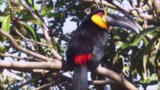 Channelbilled Toucan  Tucanodebicopreto Ramphastos vitellinus ariel [upl. by Remas]