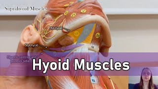 Hyoid muscles [upl. by Siuqaj659]