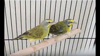 My Green Singing Finches serinus mozambicus [upl. by Ykroc]