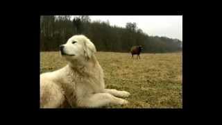 Nordmagazin N3 Maremmano Abruzzese Herdenschutzhunde in Mecklenburg Vorpommern [upl. by Rior820]