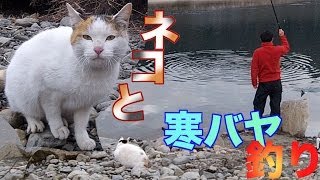 ネコと一緒に寒バヤ釣り Riverfishing Catch amp Eat amp Cat [upl. by Ninel]