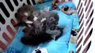 3 Cute Baby Kittens Playing [upl. by Otrevire]