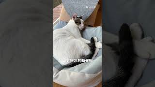 貓尾巴：人類來當朋友吧！ 好味小姐 cat 貓咪 [upl. by Anaitit90]