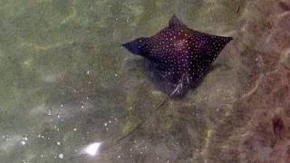 Eagle Ray Swallows a Bonito [upl. by Noelc]