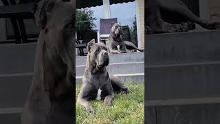 Cane corso dog 😱🥵 Large size dog pets shorts explore dog [upl. by Adnawaj]