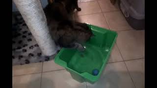 Katzen Jaya und Zitti spielen mit Wasser [upl. by Verla699]